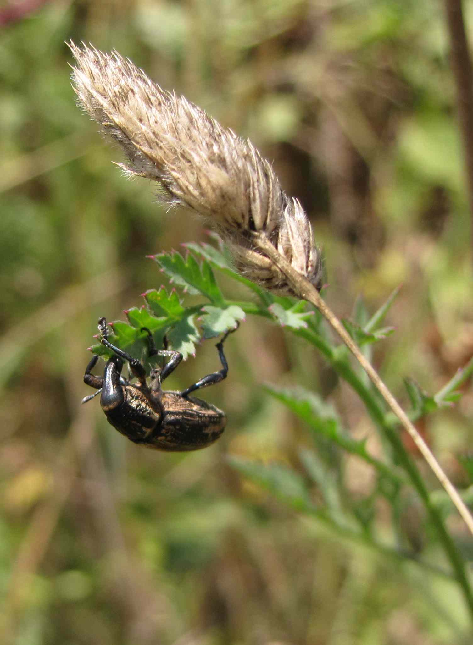 insetti insugherata